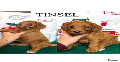 Cockapoo dogs - Advert 5