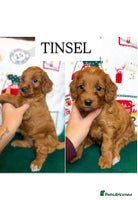 Cockapoo dogs - Advert 12