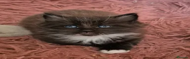Siberian Kitten 5