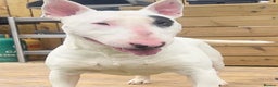 English Bull Terrier dogs for stud: CHAMPION LINES ENGLISH BULL TERRIER FOR STUD. in Sunderland - Advert 3