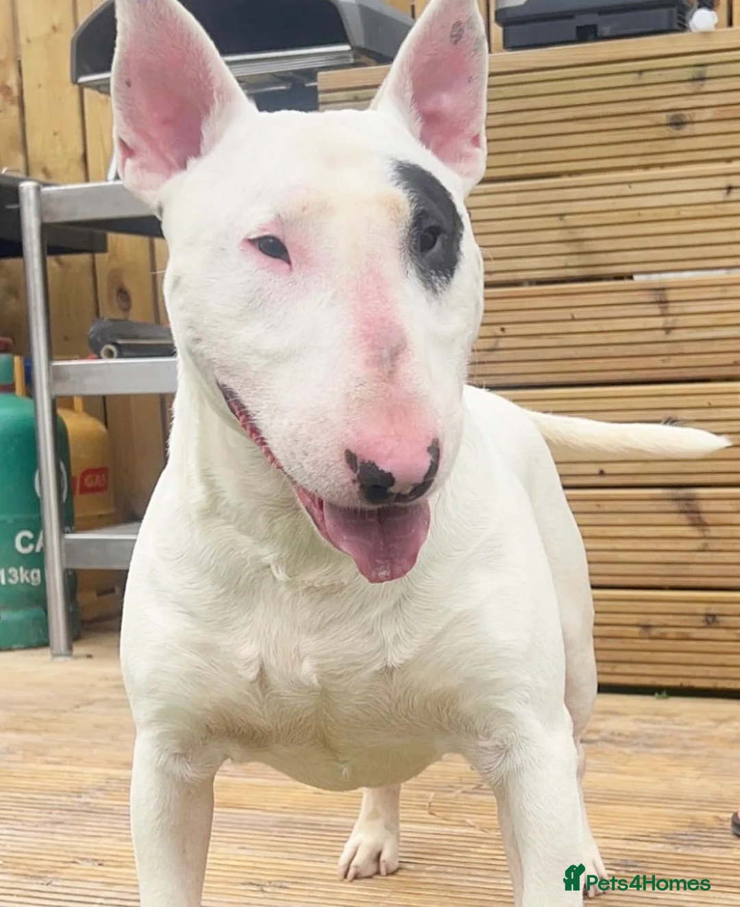 English Bull Terrier dogs for stud: CHAMPION LINES ENGLISH BULL TERRIER FOR STUD. in Sunderland - Advert 3