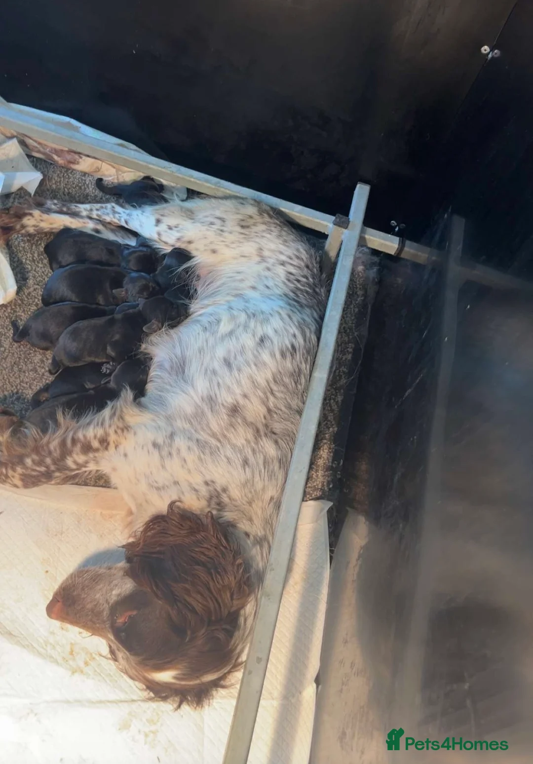 Springador dogs for sale: Springerdor pups for sale  - Advert 1