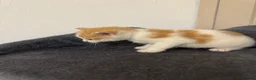 Mixed Breed cats for sale: 4 beautiful kittens ready in 4 weeks  - Advert 15