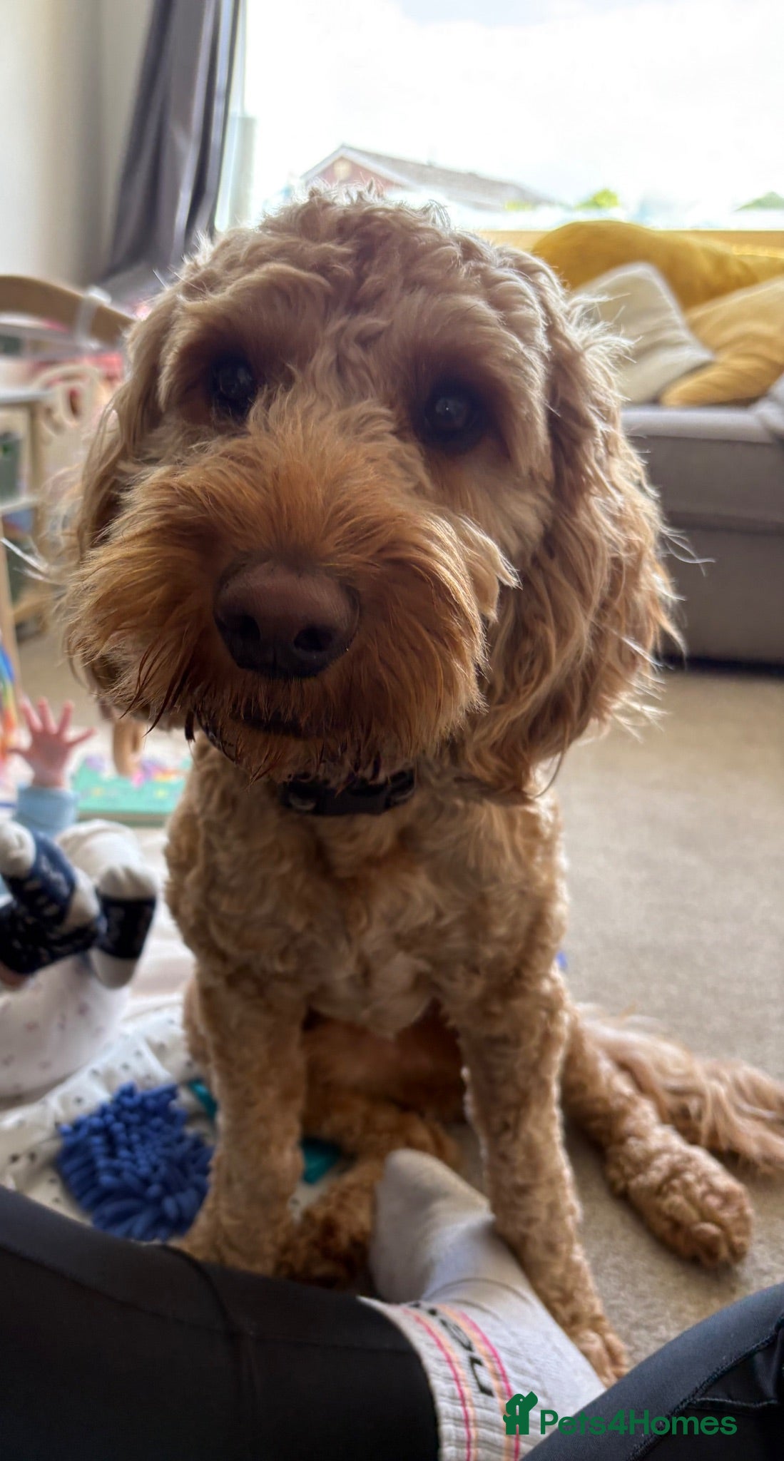 Cockapoo dogs 20 Month Old Cockapoo - Advert 2