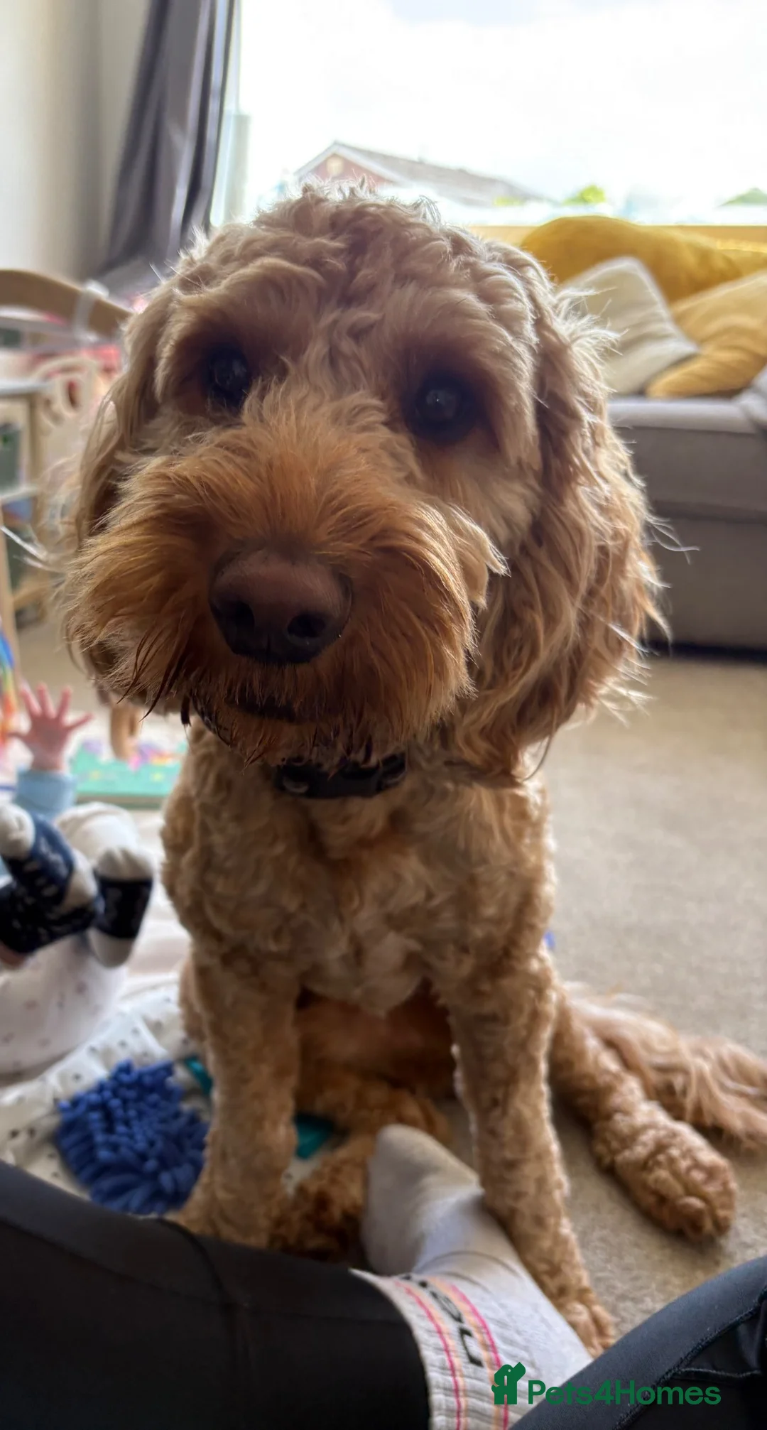 Cockapoo dogs for sale: 20 Month Old Cockapoo - Advert 1