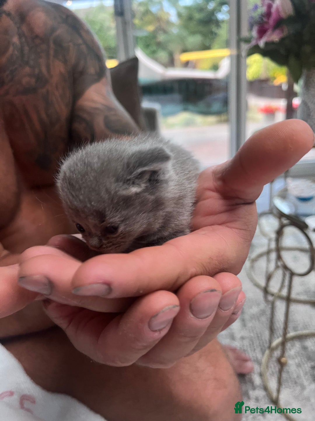 British Shorthair cats for sale: British Shorthair  - Image 8