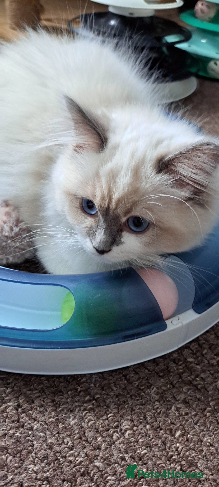 Ragdoll cats GCCF registered Ragdoll kittens 🐈 - Advert 2