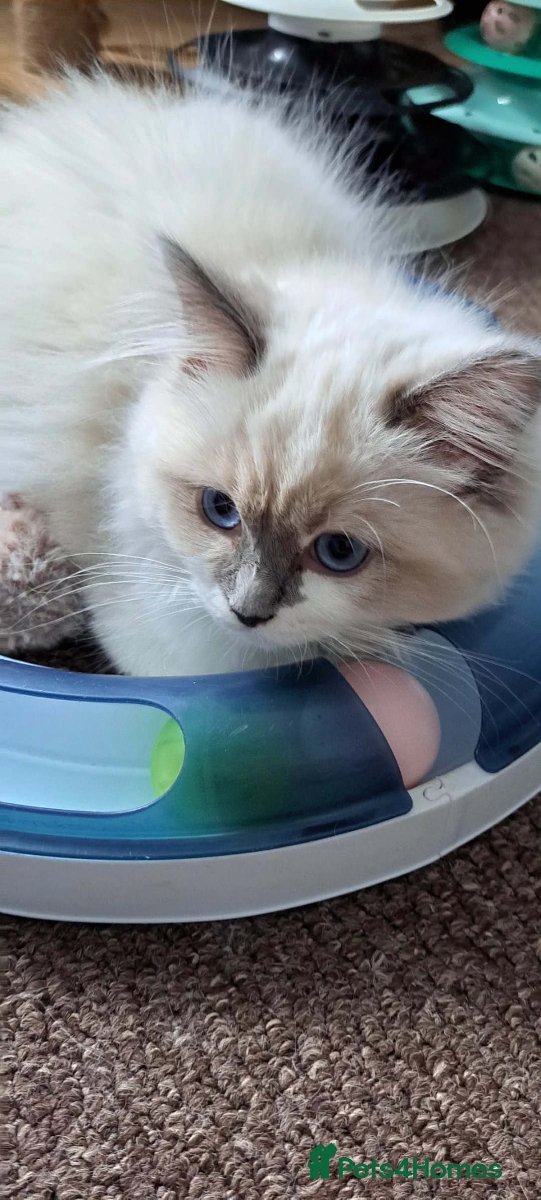 Ragdoll cats for sale: GCCF registered Ragdoll kittens 🐈 - Advert 2