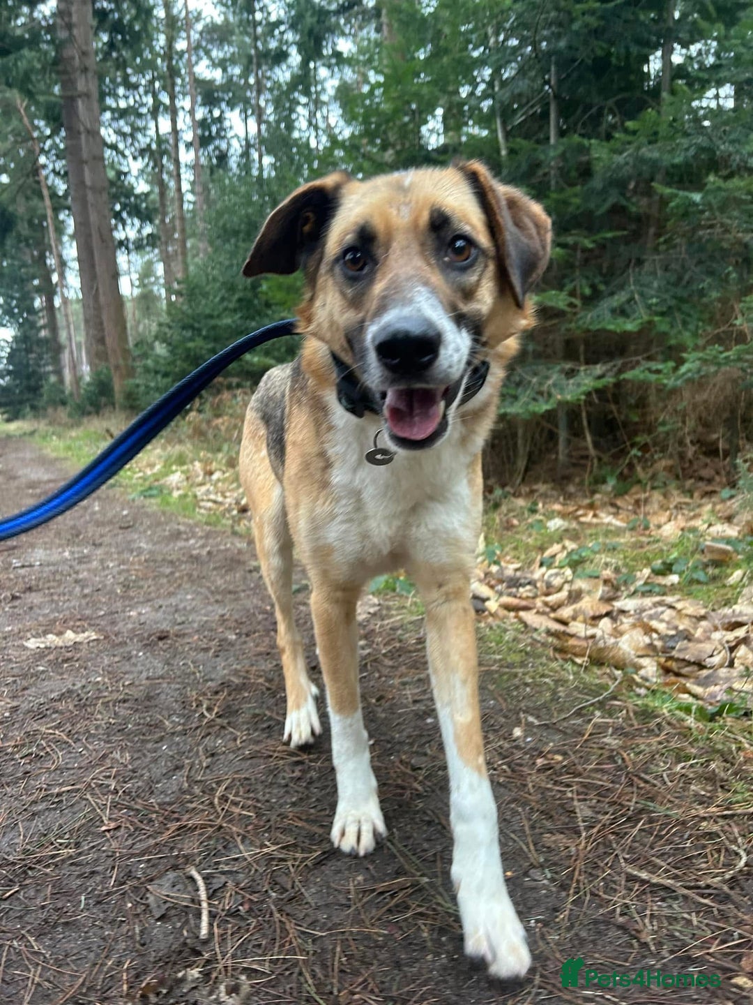 Mixed Breed dogs for adoption: Teddy - Norwich Norfolk  in Norwich - Image 1