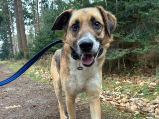 Mixed Breed dogs in Norwich - Advert 38