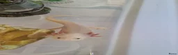 Axolotl reptiles for sale: Axolotl (wild & Leucistic) - Advert 6