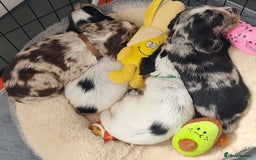 Sprocker dogs for sale: STRIKING SPROCKER SPANIEL PUPPIES  - Image 1