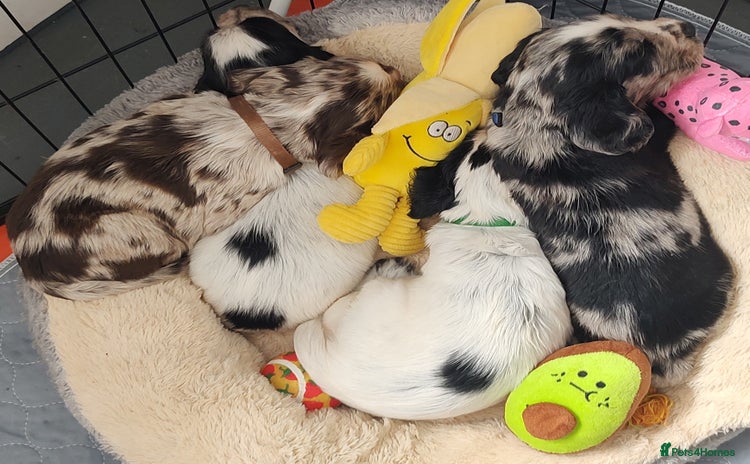 Sprocker dogs - Advert 14