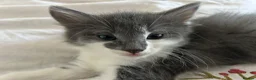 Mixed Breed cats for sale: 4 lovely mixed colour kittens in Hull - Advert 8