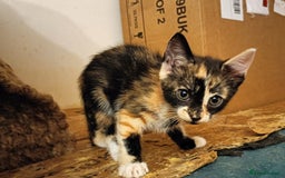 Domestic Shorthair cats for sale: Kittens Ready Now All Colours - Image 14