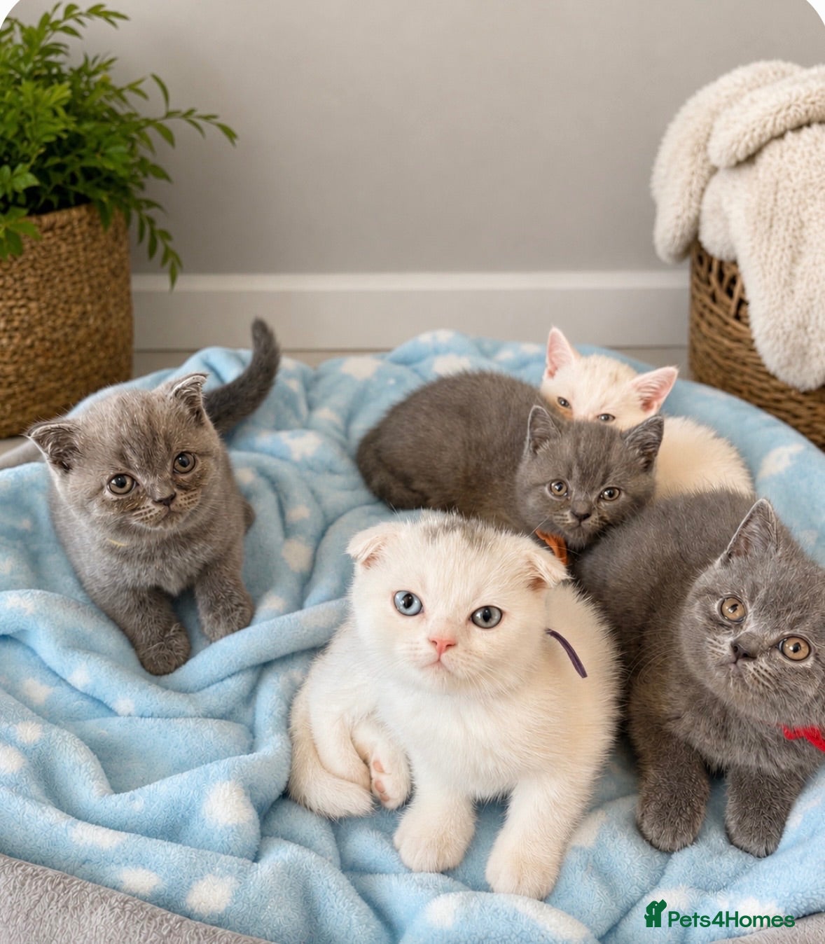 Scottish Fold cats Scottish fold kittens  - Advert 6