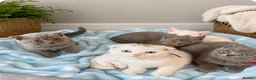 Scottish Fold cats for sale: Scottish fold/ British shorthair kittens  - Advert 6