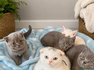 Scottish Fold cats Scottish fold kittens - Advert 14