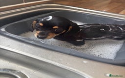 Chiweenie dogs for sale: Dolly  - Image 1