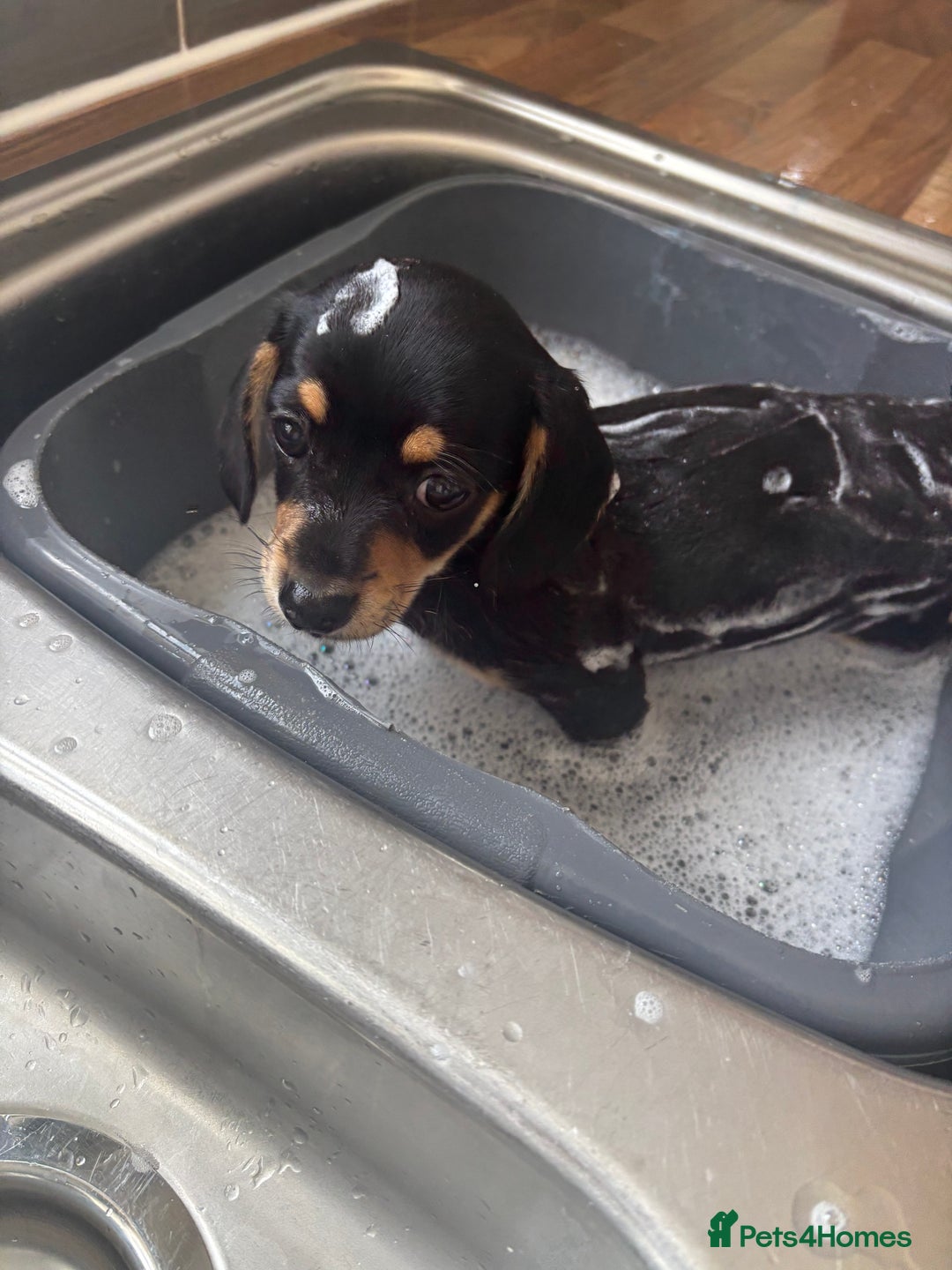Chiweenie dogs for sale: Dolly  - Image 1