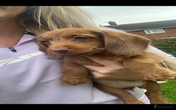 Miniature Dachshund dogs for sale: Long hair miniature female  - Image 16