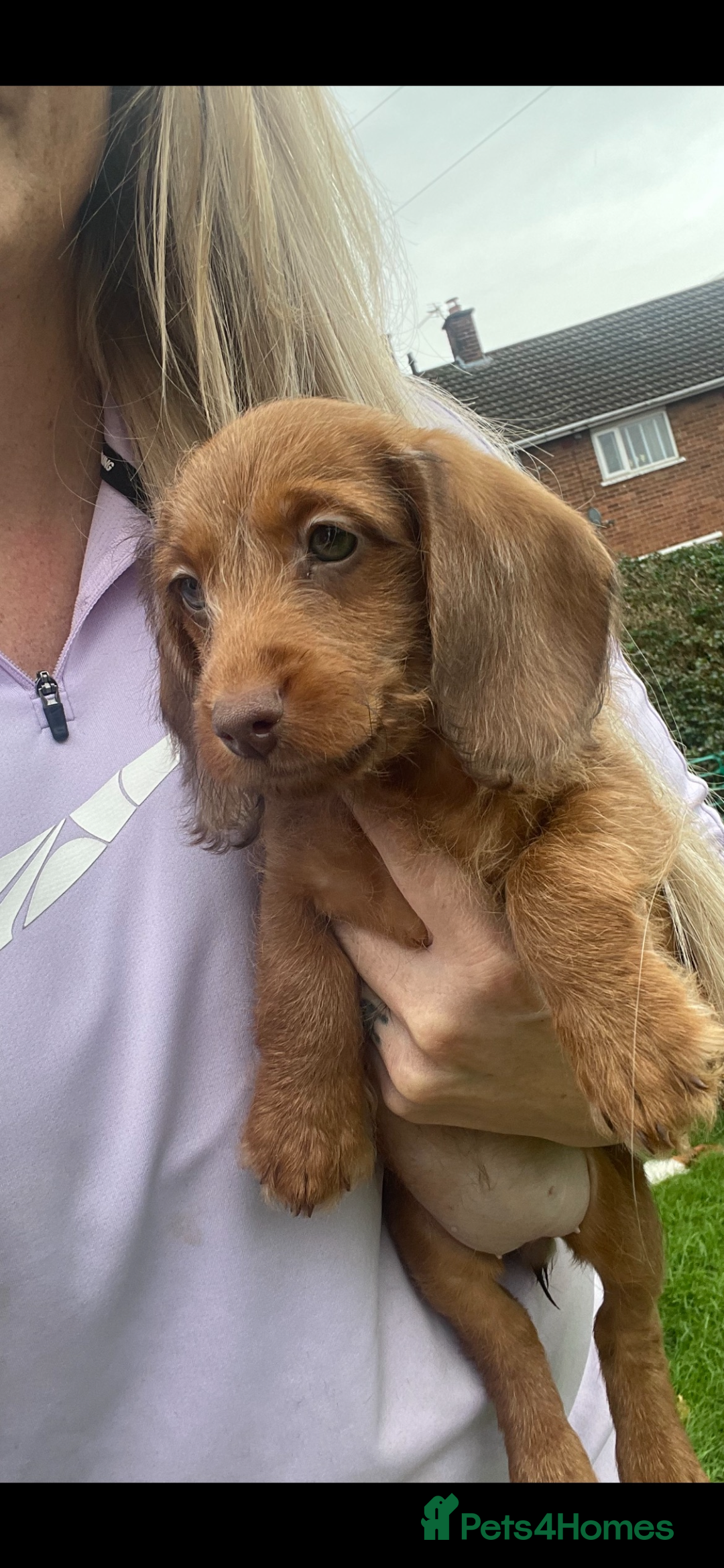 Miniature Dachshund dogs for sale: Long hair miniature female  - Image 16