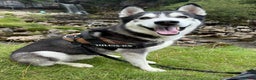 Siberian Husky dogs for sale: Husky  - Advert 2