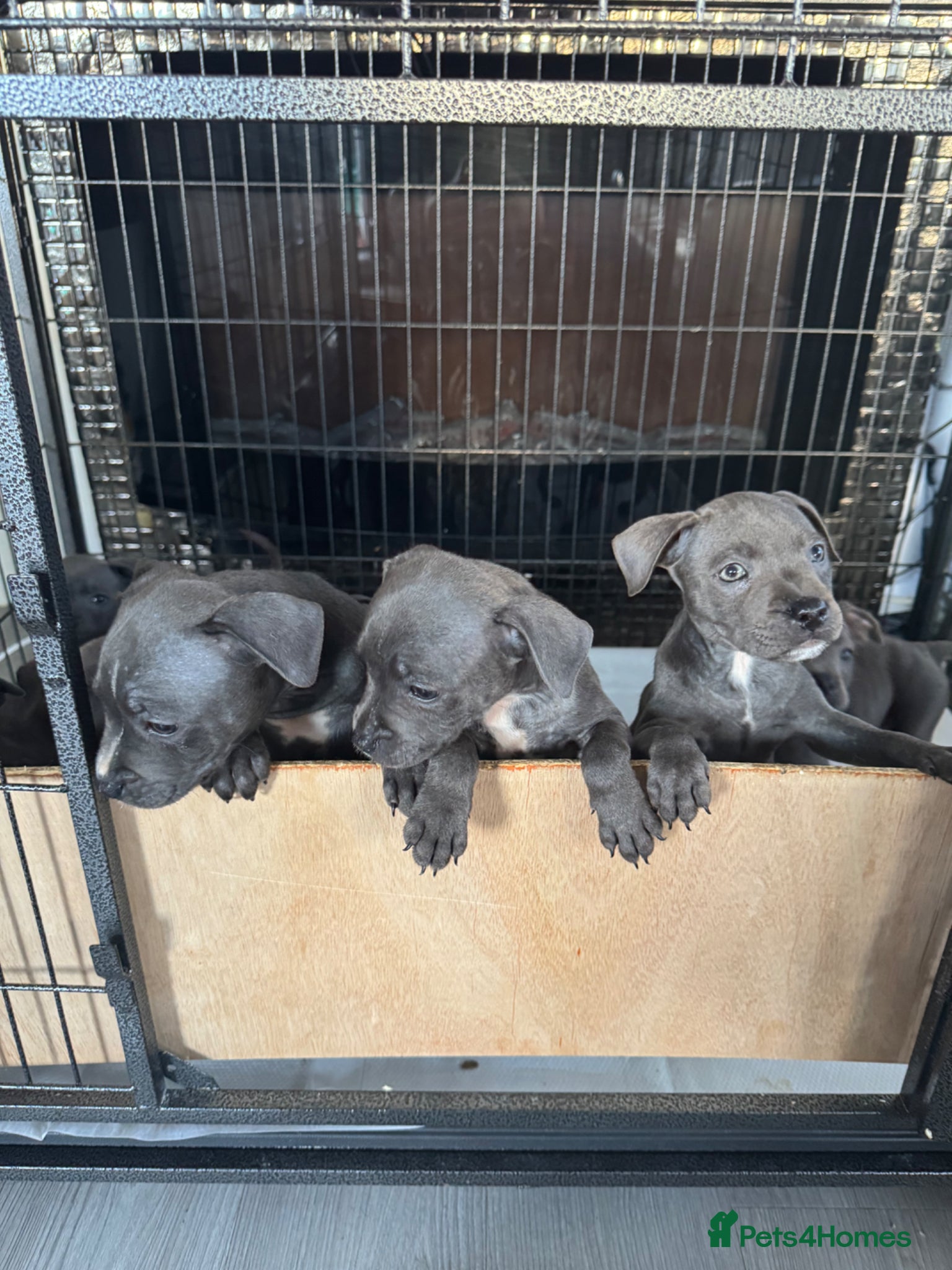 Staffordshire Bull Terrier dogs for sale: staff puppy for sale ready to go  in Cambridge - Advert 6