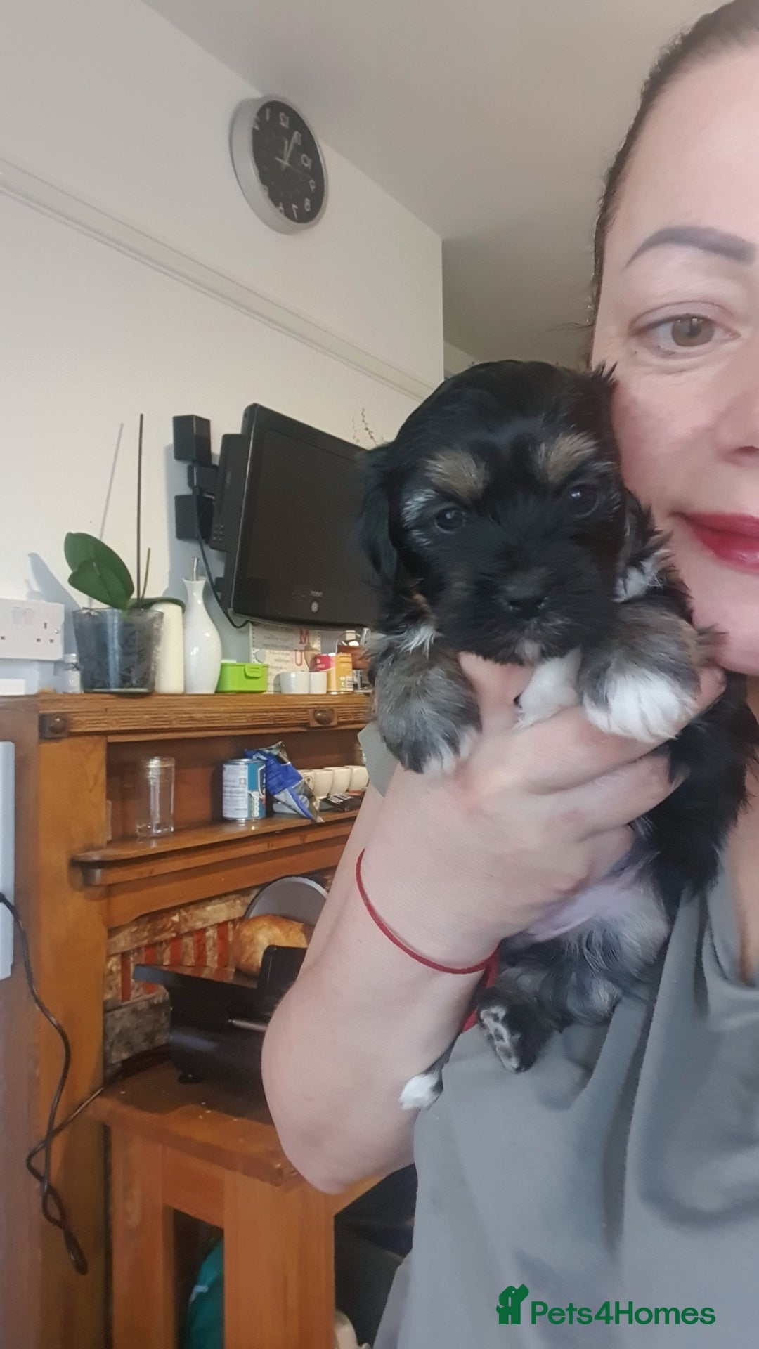 Morkie dogs for sale: ADORABLE MORKI BABIES 🐶 - Advert 9