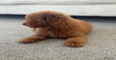 Toy Poodle dogs - Advert 16