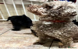 Toy Poodle dogs for sale: Beautiful toy poodle puppies  - Image 4