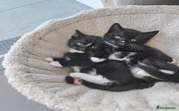 Mixed Breed cats for sale: 6 lovely brothers looking for new home - Image 7