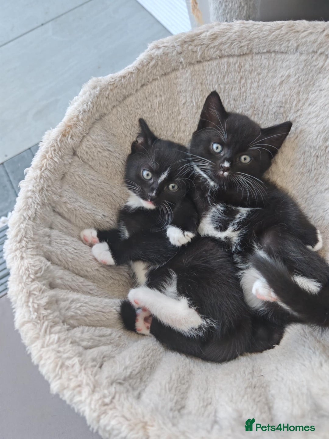 Mixed Breed cats for sale: 6 lovely brothers looking for new home - Image 7