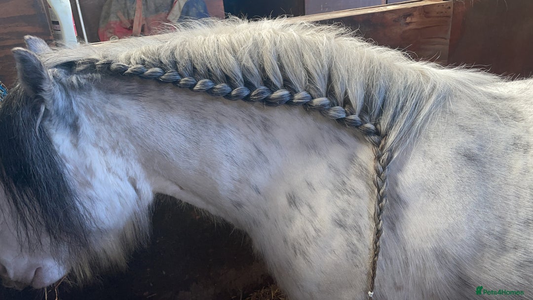 Irish Cob horses for sale: 12.3 Cob Pony - Image 7