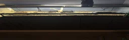 Leopard Gecko reptiles for sale: X2FULL SET UP male+female leopard gecko(breedable) in Ashton-under-Lyne - Advert 9