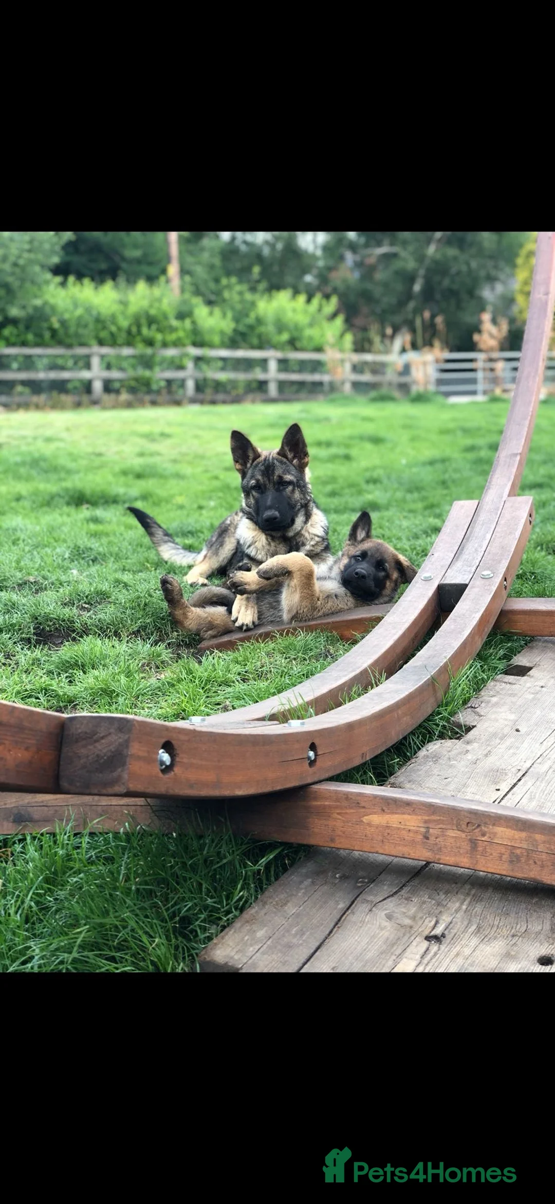 Mixed Breed dogs for sale: German shepherd cross puppies  in Manchester - Advert 26
