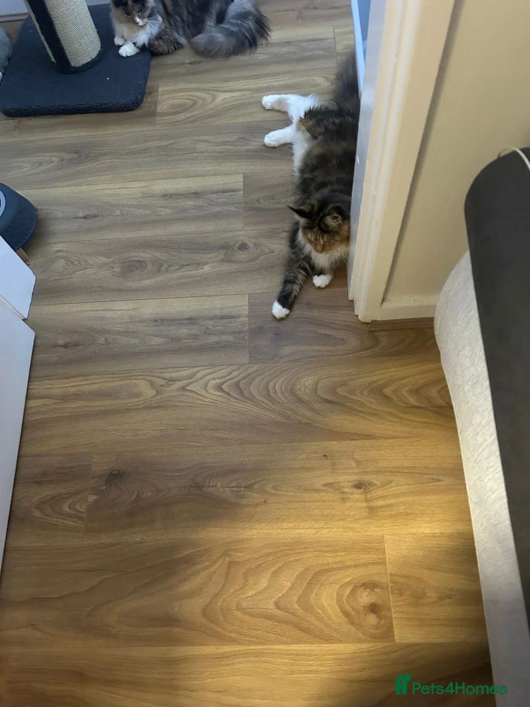 Maine Coon cats for sale: Mainecoon female - Advert 10