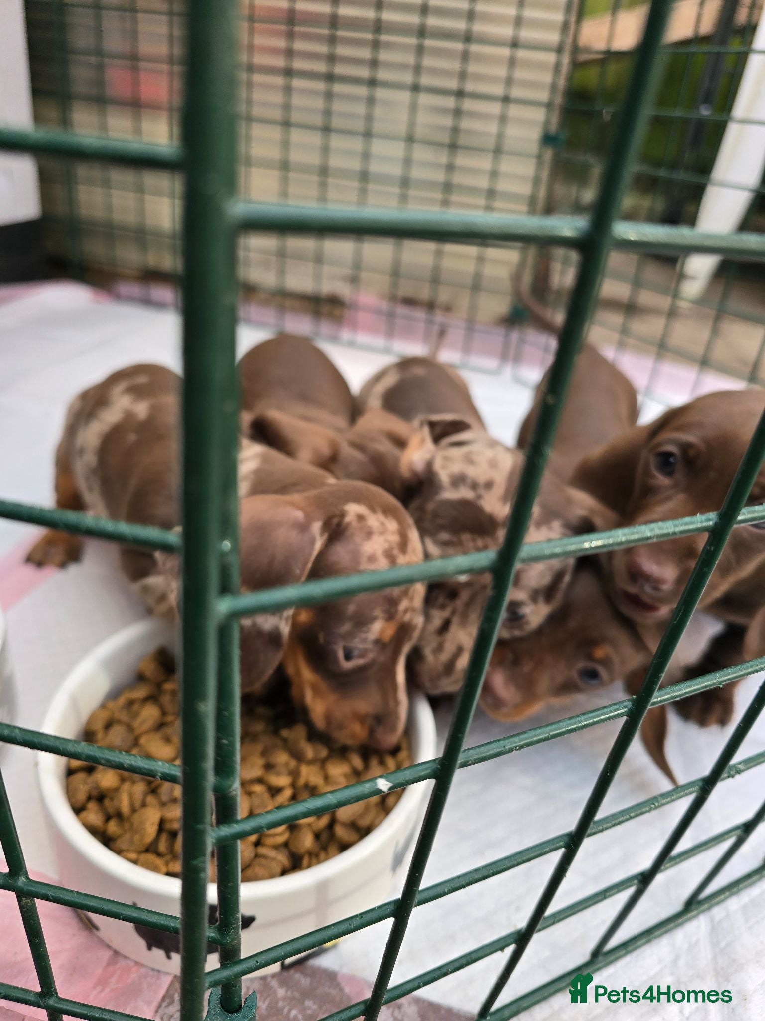 Dachshund dogs 4 extra mini daschunds looking for there new home  - Advert 2