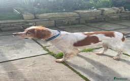 Brittany Spaniel dogs for adoption: Cronos a wonderful Brittany - Image 7