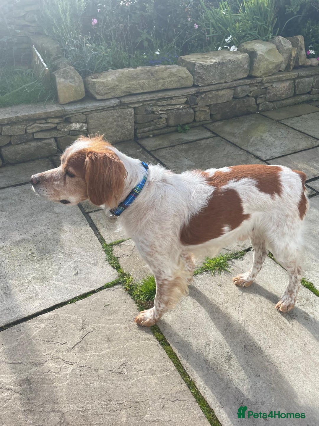 Brittany Spaniel dogs for adoption: Cronos a wonderful Brittany - Image 7