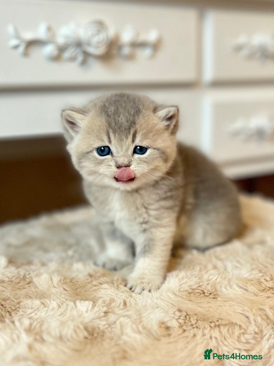 British Shorthair cats for sale: Stunning litter of 6 nuggets! - Advert 7