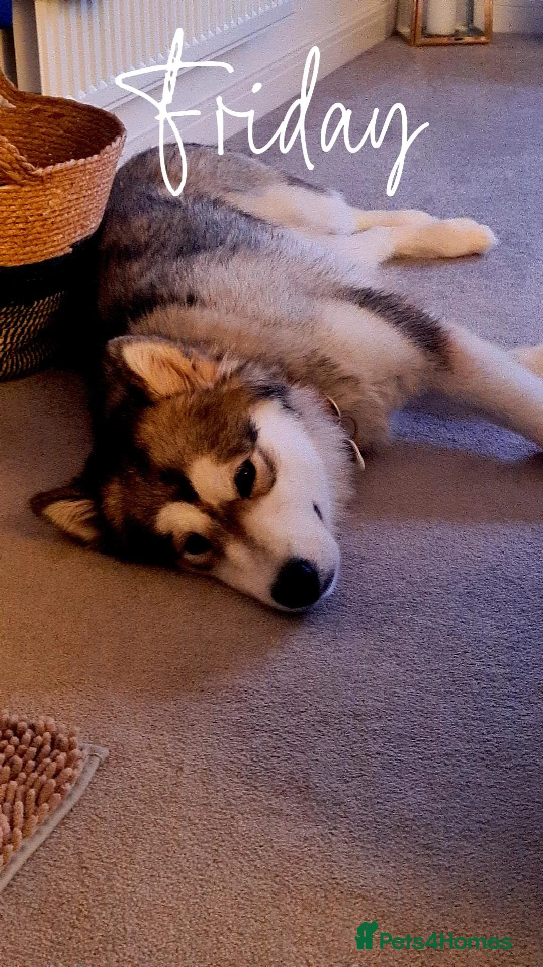 Alaskan Malamute dogs 21 month old female Alaskan Malamute - Advert 3