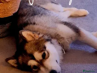 Alaskan Malamute dogs 21 month old female Alaskan Malamute - Advert 15