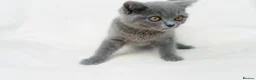 British Shorthair cats for sale: Blue British Shorthair 2 Kittens Left **MUST SEE** - Advert 10