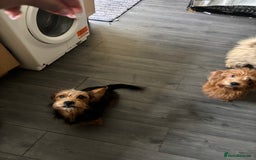 Mixed Breed dogs for sale: 2 puppies for sale  - Image 7