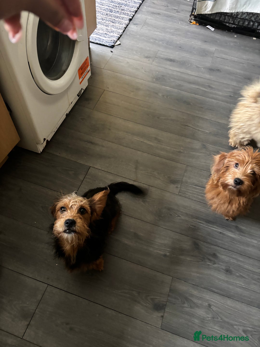 Mixed Breed dogs for sale: 2 puppies for sale  - Image 7