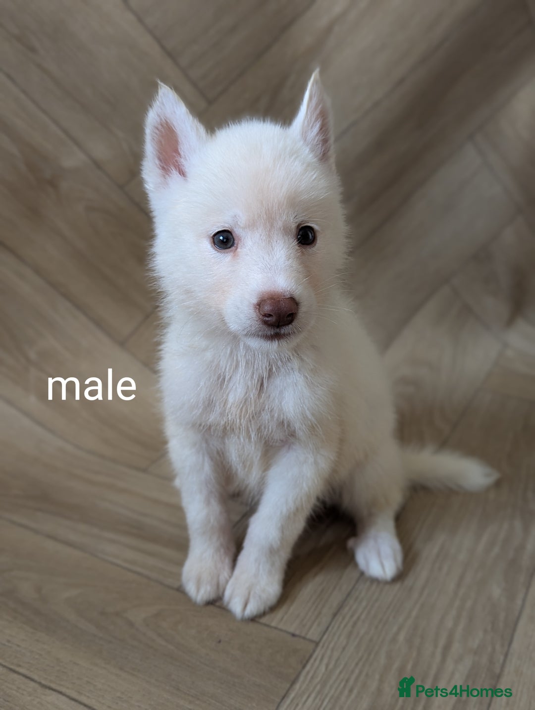 Siberian Husky dogs for sale: Beautiful pure Siberian Husky( last white male) - Image 5