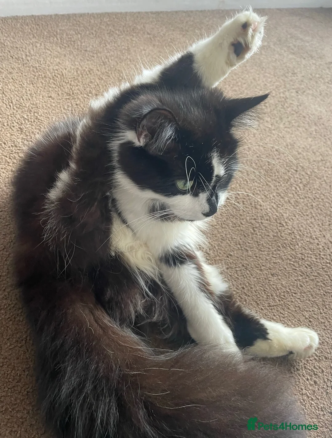 Mixed Breed cats for sale: Bonded pair.  in Crewe - Advert 27