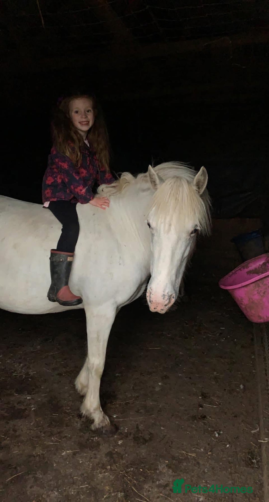 Riding pony horses for sale: For Sale Kids Lead Rein Pony! Safe and Bombproof - Advert 30