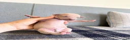 Italian Greyhound dogs for sale: Health tested KC reg Italian Greyhound Puppies  - Advert 14